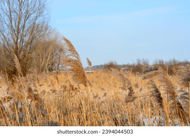 dry reeds on the winter lake with blue sky copy space - Shutterstock ID 2394044503