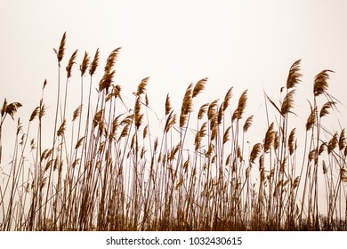 Dry Reeds Swing In The Wind