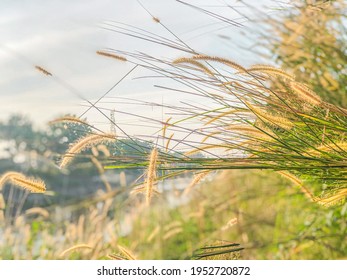 Dry Reeds Wallpaper In The Afternoon, Soft Focus Portrait Shot