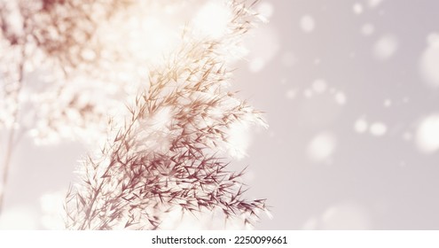 Dry reeds in the wind and snow, winter nature background, pampas grass, sunlight, snowfall, copy space - Shutterstock ID 2250099661