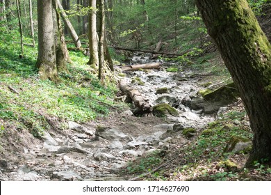 Dry River Forest Europe Czech Republic Save Planet Earth Environment