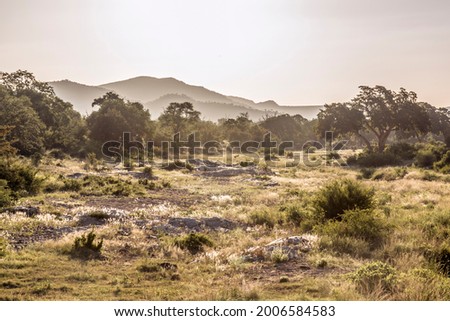 Dry river landscape in backlit in Kruger National park, South Africa
