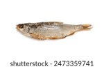 Dry roach, salted fish isolated, dried rutilus, dehydrated vobla, taranka beer snack, whole salted and dried fish, prepared roach seafood, crucian carp on white background