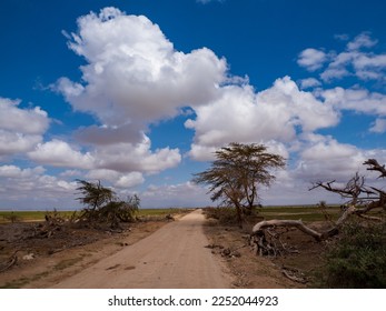 Dry road and beautiful cumulus clouds  on savannah plains in Amboseli National Park, Kenya, Africa - Shutterstock ID 2252044923