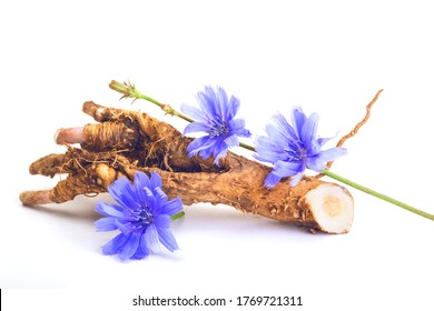Dry roots of chicory and cichorium flowers isolated on white background. Medicinal herbs. Coffee alternative - Shutterstock ID 1769721311