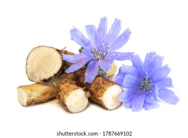 Dry roots of chicory and cichorium flowers isolated on white background. Common chicory or Cichorium intybus flowers. Isolated on white. - Shutterstock ID 1787669102