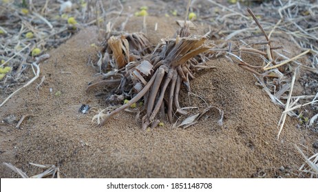 Dry Roots Of Millet Or Sorghum Crop. Aerial Roots Above From Ground Level In Sorghum Or Millet Plant.