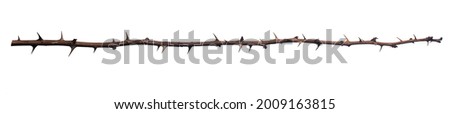 Dry rose branch. Branch with thorns isolated on a white background. 商業照片 © 