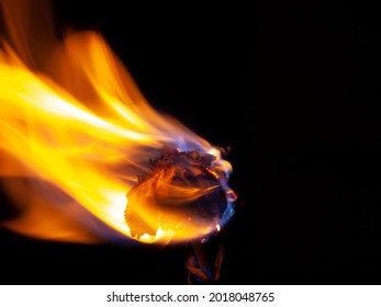 1,648 Burnt rose Stock Photos, Images & Photography | Shutterstock