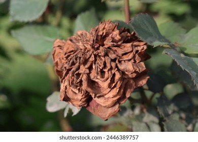 Dry rose flower on plant in the garden. dried rose flower head on plant - Powered by Shutterstock