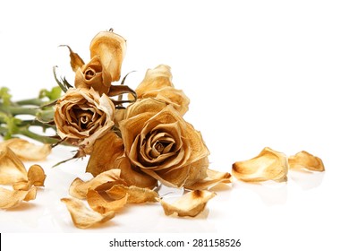 Dry rose flower on white background