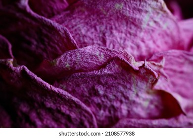 Dry Rose Petals. Macro Photography. Abstract Background. Wilted Plant Close-up.