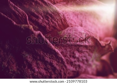 Dry rose petals. Macro photography. Abstract background. Wilted plant close-up.