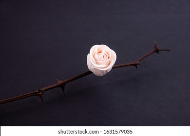 Dry rose trunk with a pink bud and thorns on a black background. Concept of hope and faith