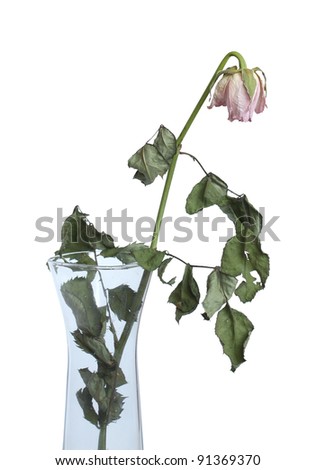 Dry rose in a vase on a white background.