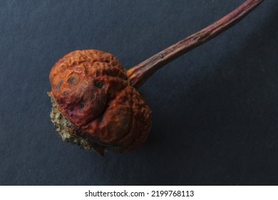 Dry Rosehip Fruit On A Dark Gray Background, Low Key Macro Photography