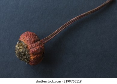 Dry Rosehip Fruit On A Dark Gray Background, Low Key Macro Photography