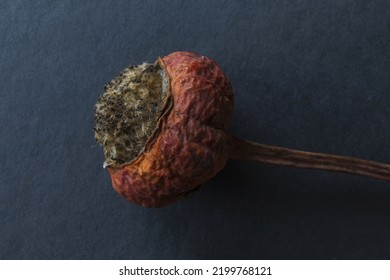 Dry Rosehip Fruit On A Dark Gray Background, Low Key Macro Photography