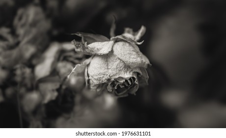 Dry roses. Close-up black and white image of dried rose flowers in a bouquet. Life and death concept. Withered flowers