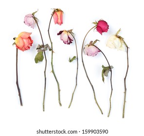 Dry roses isolated on white