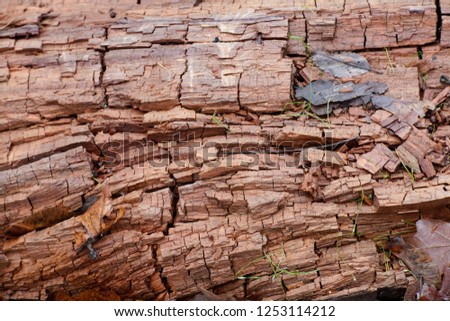 Dry rot or brown rot is a wood-decay fungus, showing a brown discoloration, and cracks into roughly cubical pieces, a phenomenon termed cubical fracture. [[stock_photo]] © 