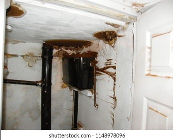 Dry Rot Fungus