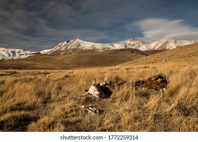 Dry rural landscape. View of dead cattle on the golden meadow. The bones in the foreground and volcano Domuyo and Andes mountain range in the background.
