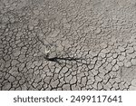 Dry saline lagoon environment, La Pampa Province, Patagonia, Argentina.