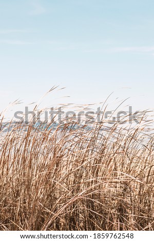 Dry sedge grass flutters in the wind next to a lake or river.Golden sedge grass in the fall in the sun. Abstract natural background. Natural Beige or Set Sail Champagne Background