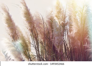 Dry seds of reed - cane, dry reed, dry cane in meadow - beautiful nature in autumn 