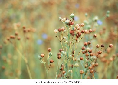 dry seed capsules of flax in field. Ripe linseed plants before harvest