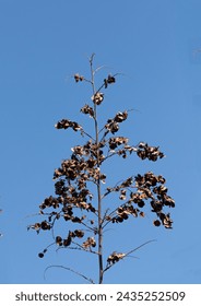 Dry seedpods of the Jerusalem thorn (Paliurus spina-christi), is a species native to the Mediterranean region, Southwest Asia and Central Asia