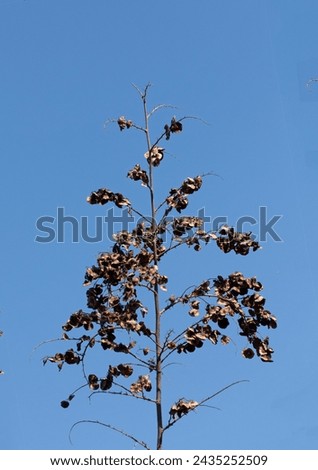 Dry seedpods of the Jerusalem thorn (Paliurus spina-christi), is a species native to the Mediterranean region, Southwest Asia and Central Asia