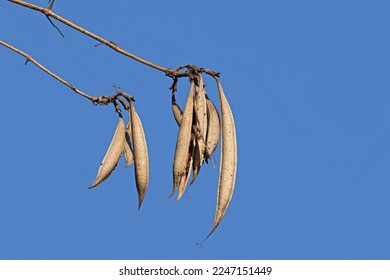 Dry seedpods of a trumpet vine (Campsis radicans) in a sunny day in winter