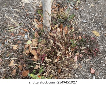 Dry setaria viridis flower plant close-up. Setaria viridis, yellow bristlegrass. Setaria viridis near a tree. Common names, including green foxtail, green bristlegrass, and wild foxtail folks.
 - Powered by Shutterstock