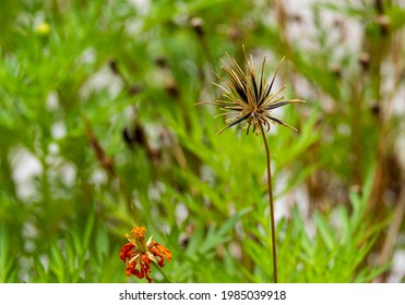 Dry Sharp Shape Seed Brown Cosmos Flower Blooming In Botany Garden With Copy Space.