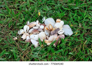 dry shell and grass