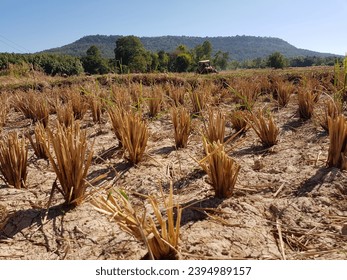Dry soil is difficult to plow. - Shutterstock ID 2394989157