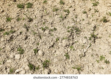 Dry soil texture background. Small plants growing sparsely. Rough agricultural ground detail. Natural earth surface pattern. Drought farming concept scene. Bare field closeup detail.