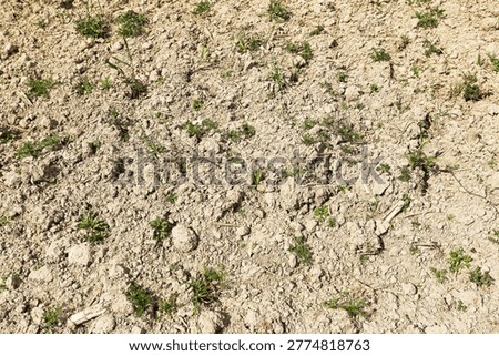 Dry soil texture background. Small plants growing sparsely. Rough agricultural ground detail. Natural earth surface pattern. Drought farming concept scene. Bare field closeup detail.