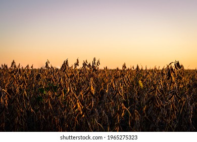 Dry Soybean Field For Argentine Harvest By Sunlight