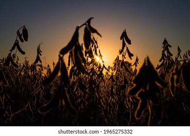 Dry Soybean Field For Argentine Harvest By Sunlight