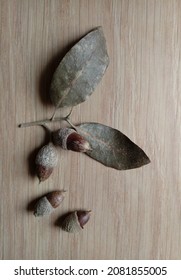 Dry Specimen  Of Southern Live Oak Acorns