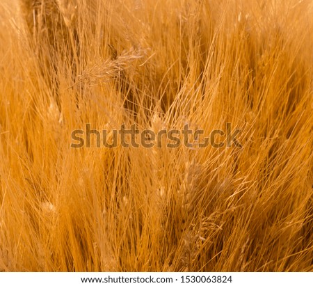 Similar – Beach grass at the Baltic Sea beach