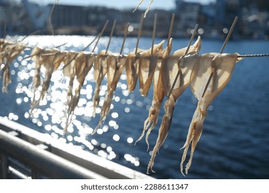 Dry the squid in the sea breeze