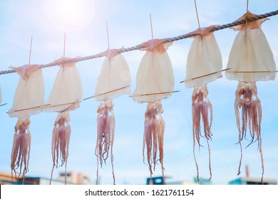 Dry squids in the fisherman village on net under blue sky.