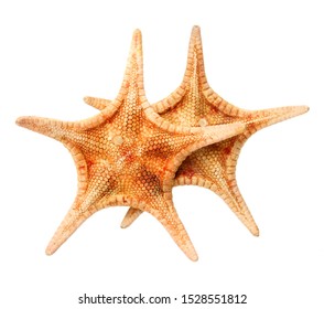 étoile De Mer Images Stock Photos Vectors Shutterstock