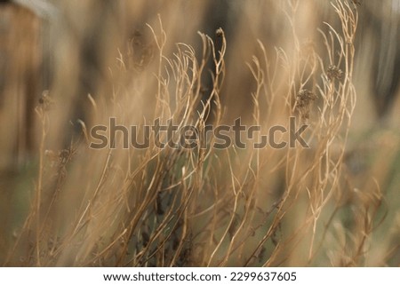 dry stems of chrysanthemum, brown color, wilting and old age

