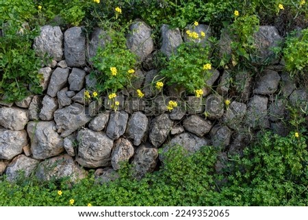 Dry stone wall typical of the island of Mallorca called marge, with plants and winter wild flowers, Spain Stockfoto © 