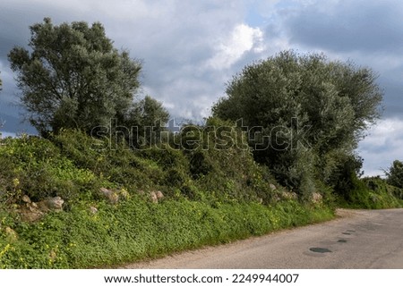 Dry stone wall typical of the island of Mallorca called marge, with plants and winter wild flowers, Spain Stockfoto © 
